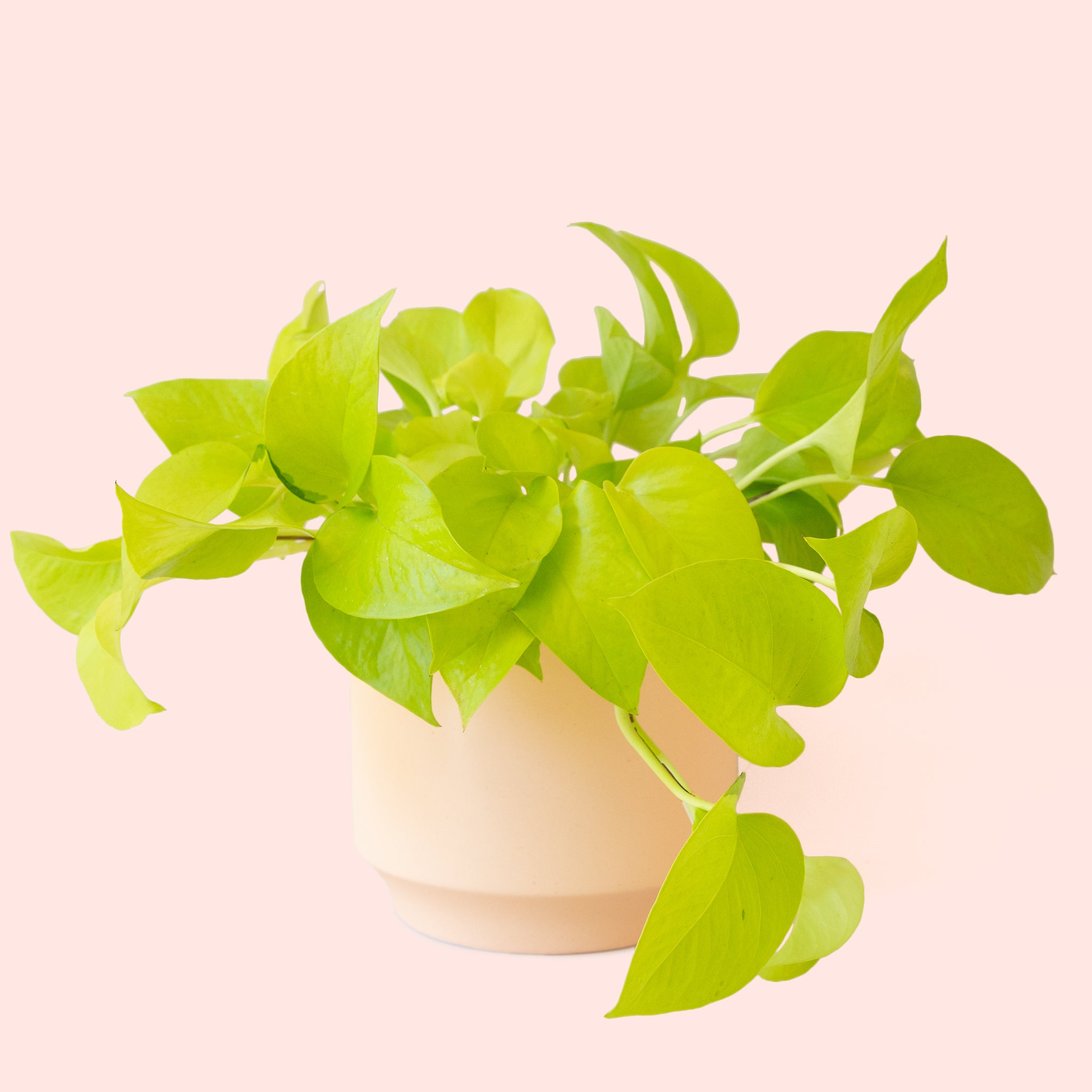 Pothos | Neon