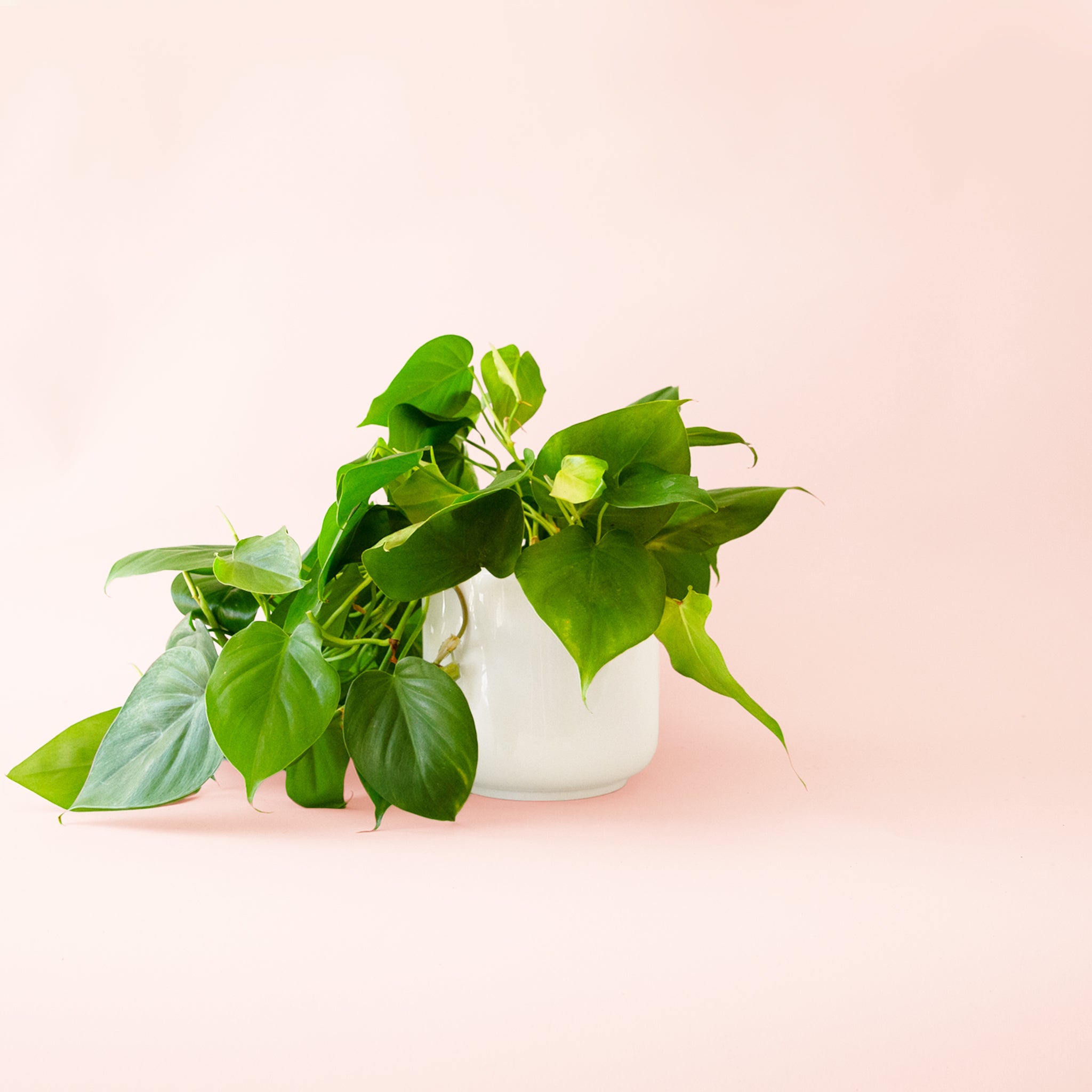 Philodendron | Cordatum