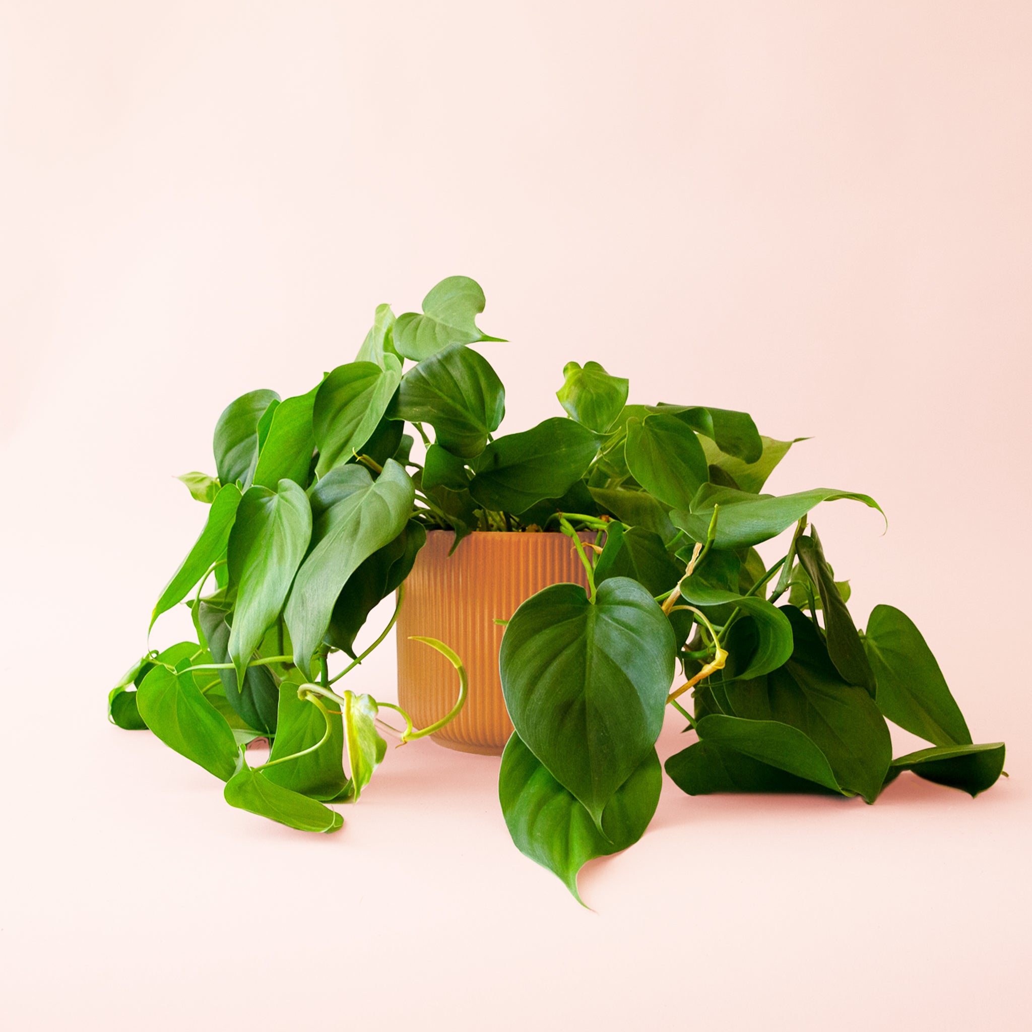 Philodendron | Cordatum