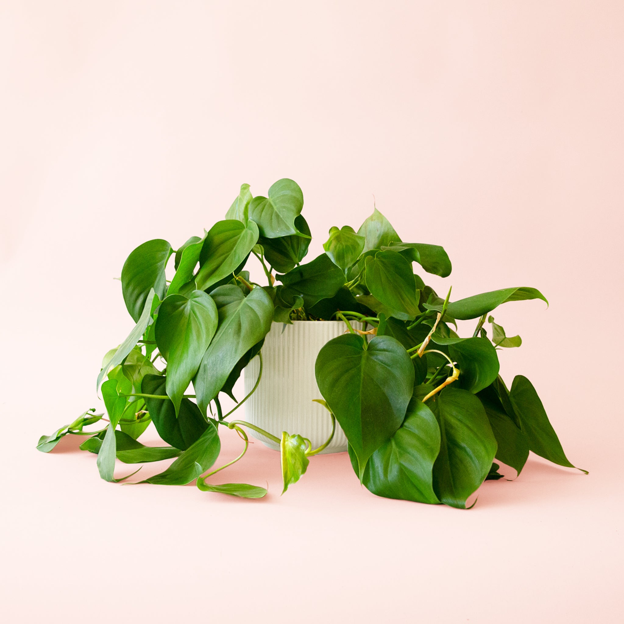 Philodendron | Cordatum