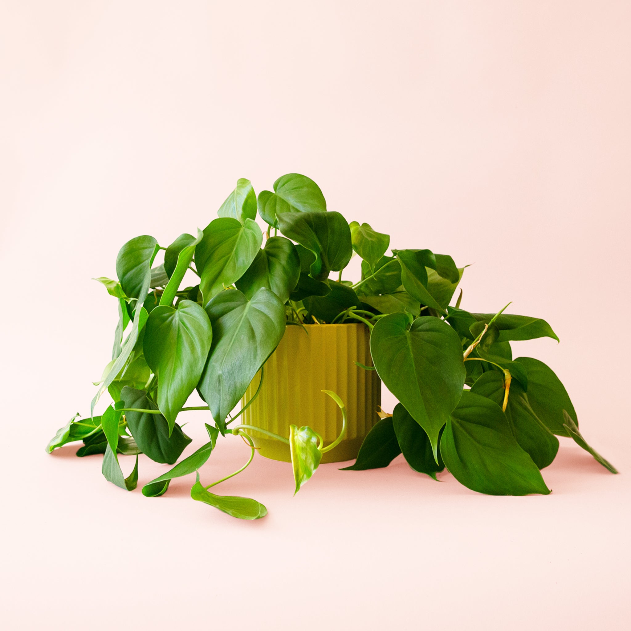 Philodendron | Cordatum