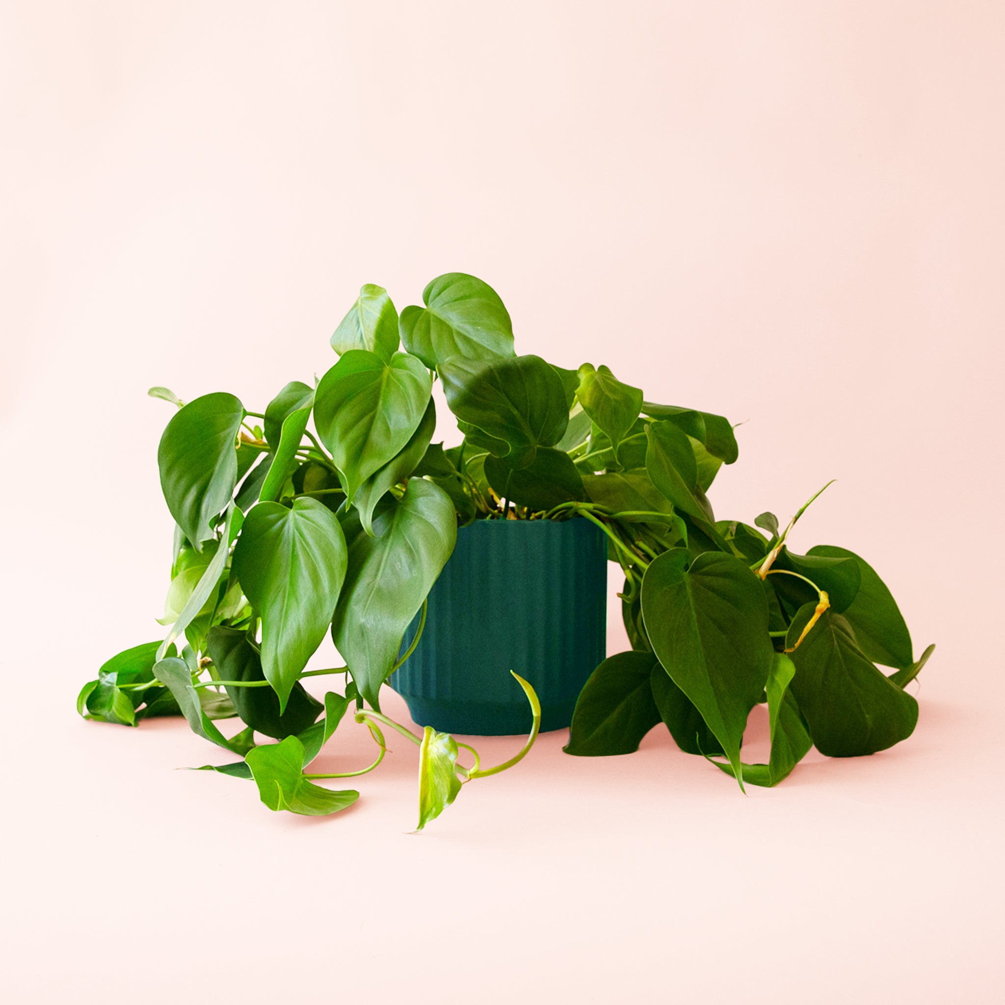 Philodendron | Cordatum