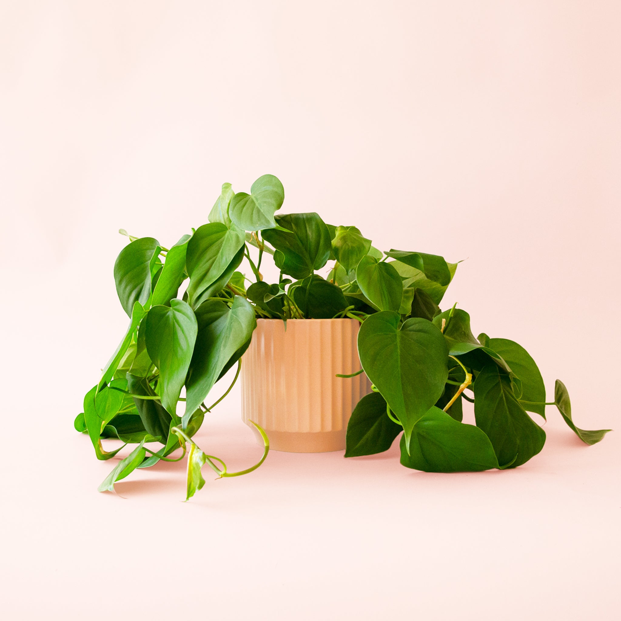 Philodendron | Cordatum