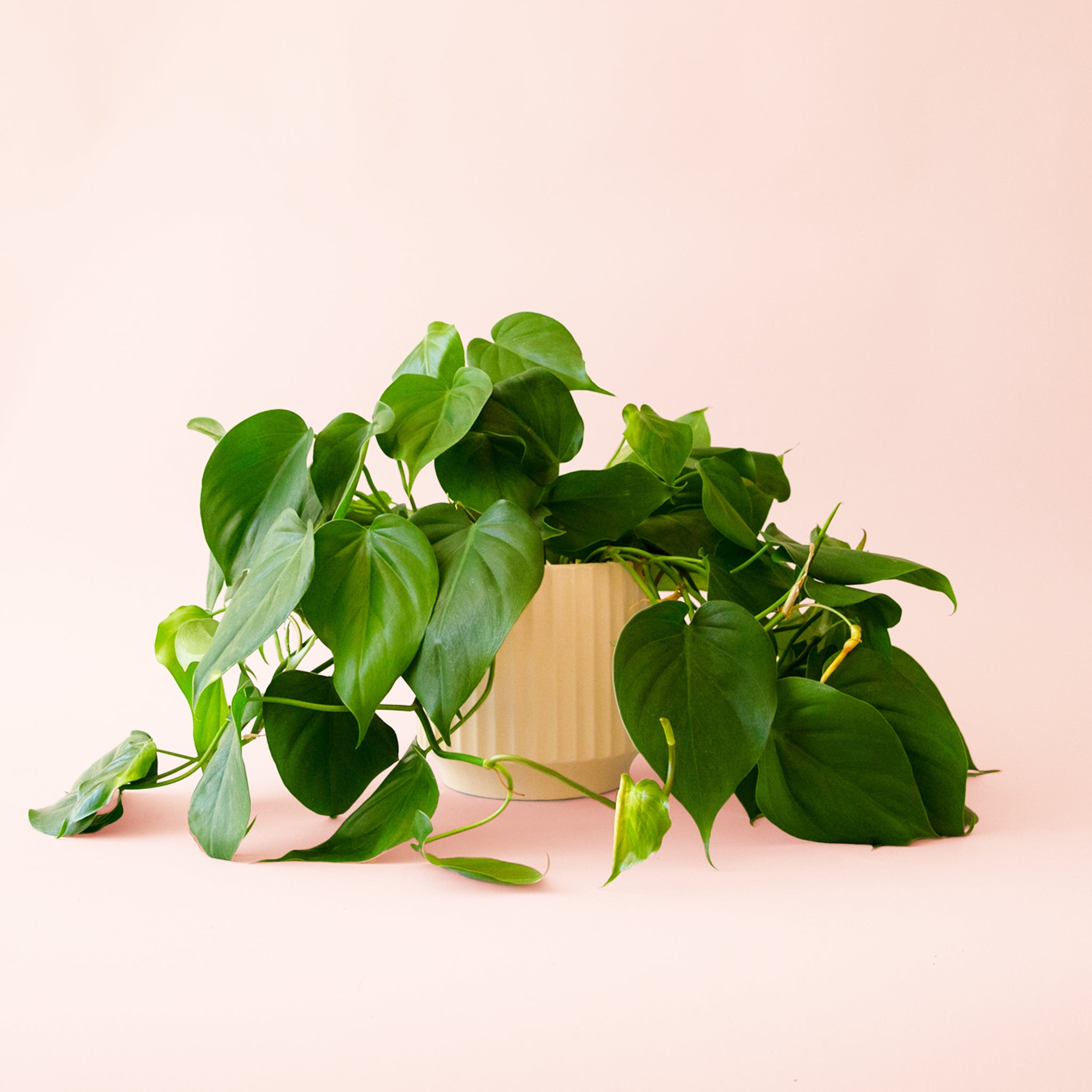 Philodendron | Cordatum