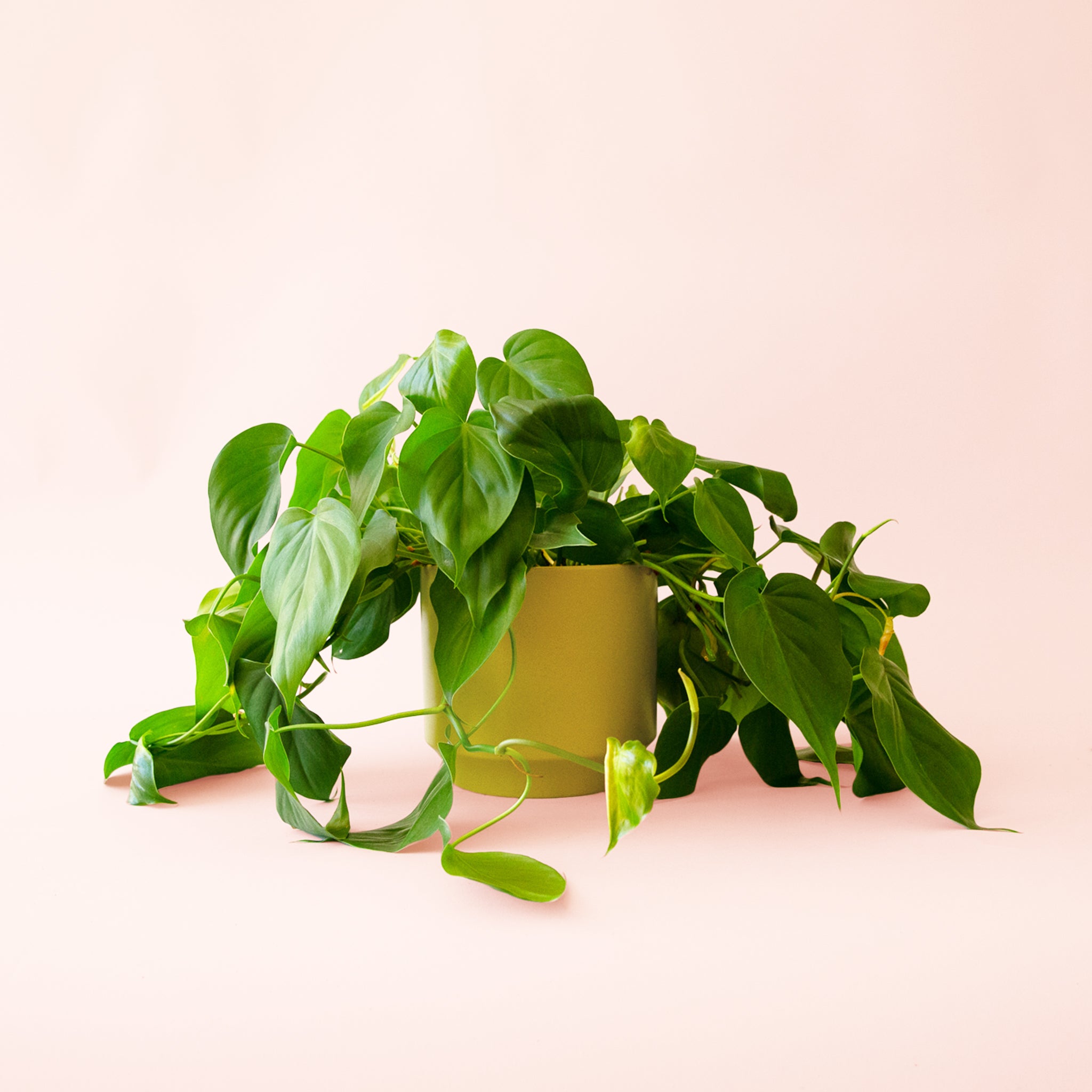 Philodendron | Cordatum