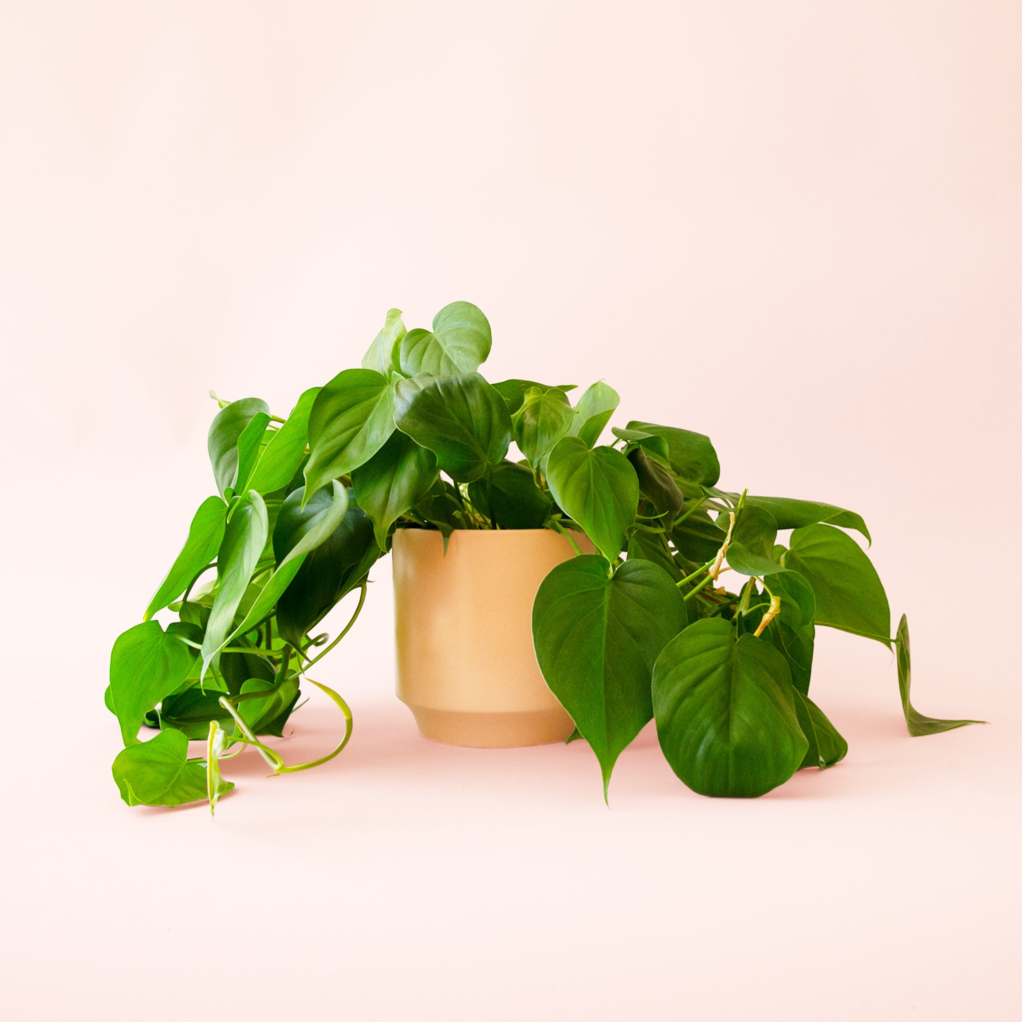 Philodendron | Cordatum