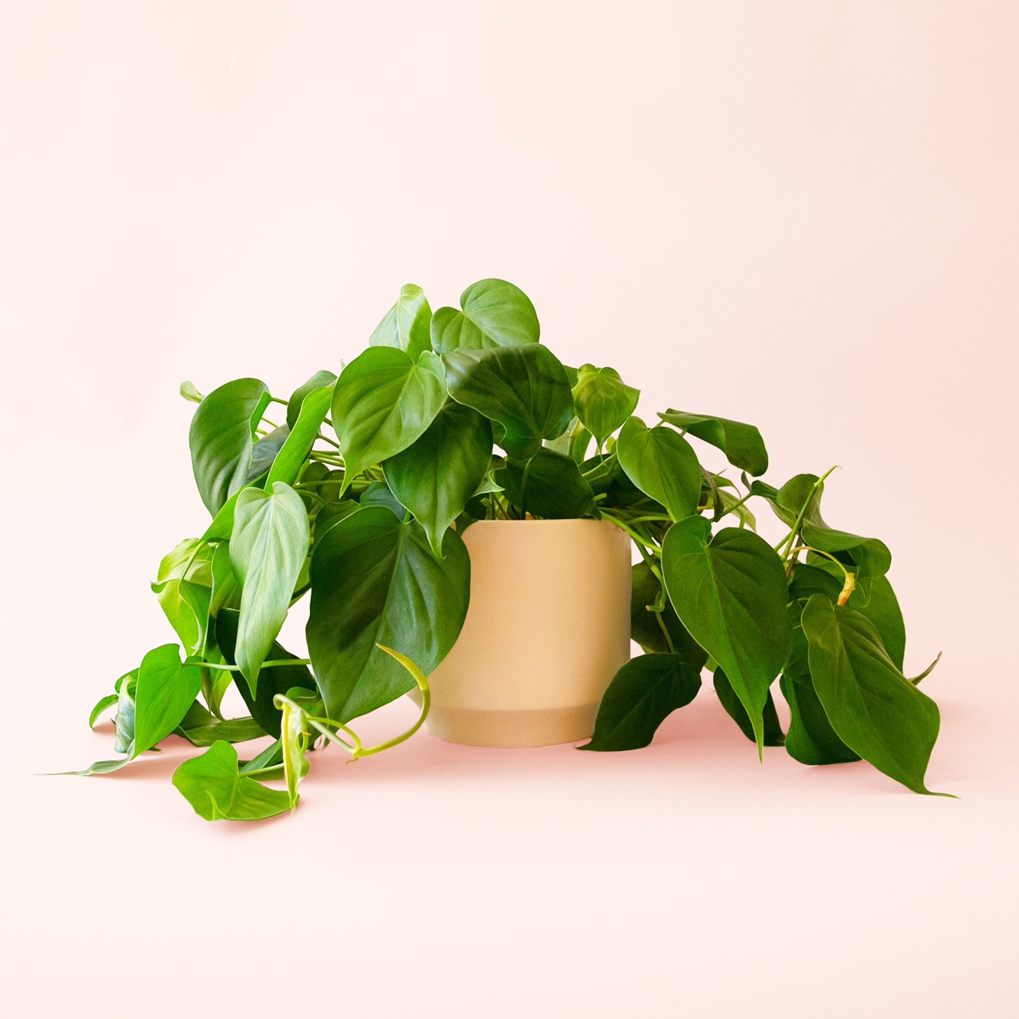 Philodendron | Cordatum