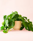 Philodendron | Cordatum