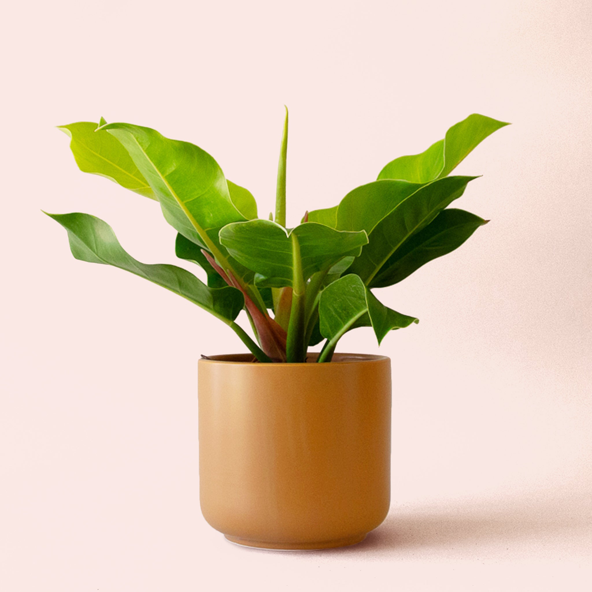 Philodendron | Moonlight