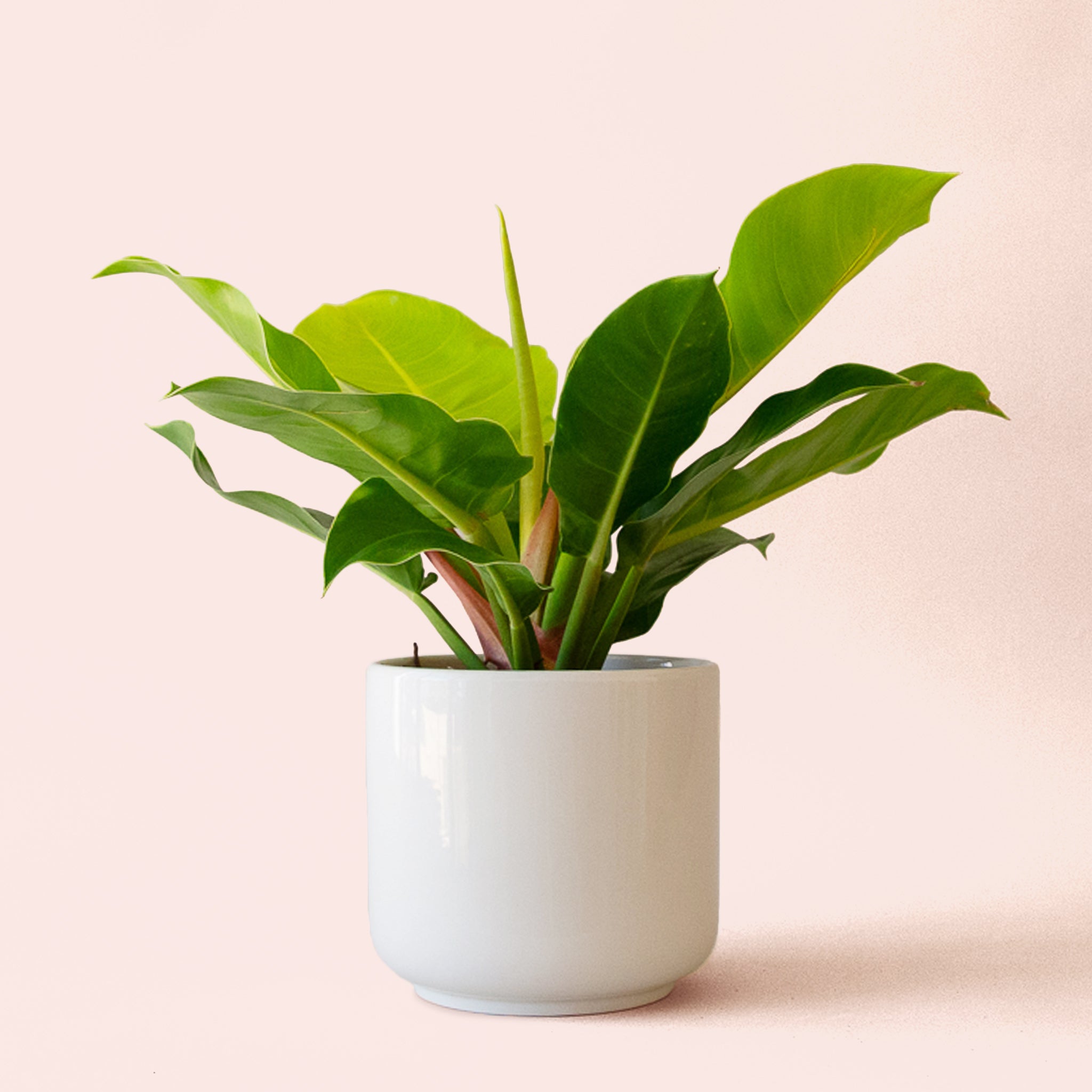 Philodendron | Moonlight