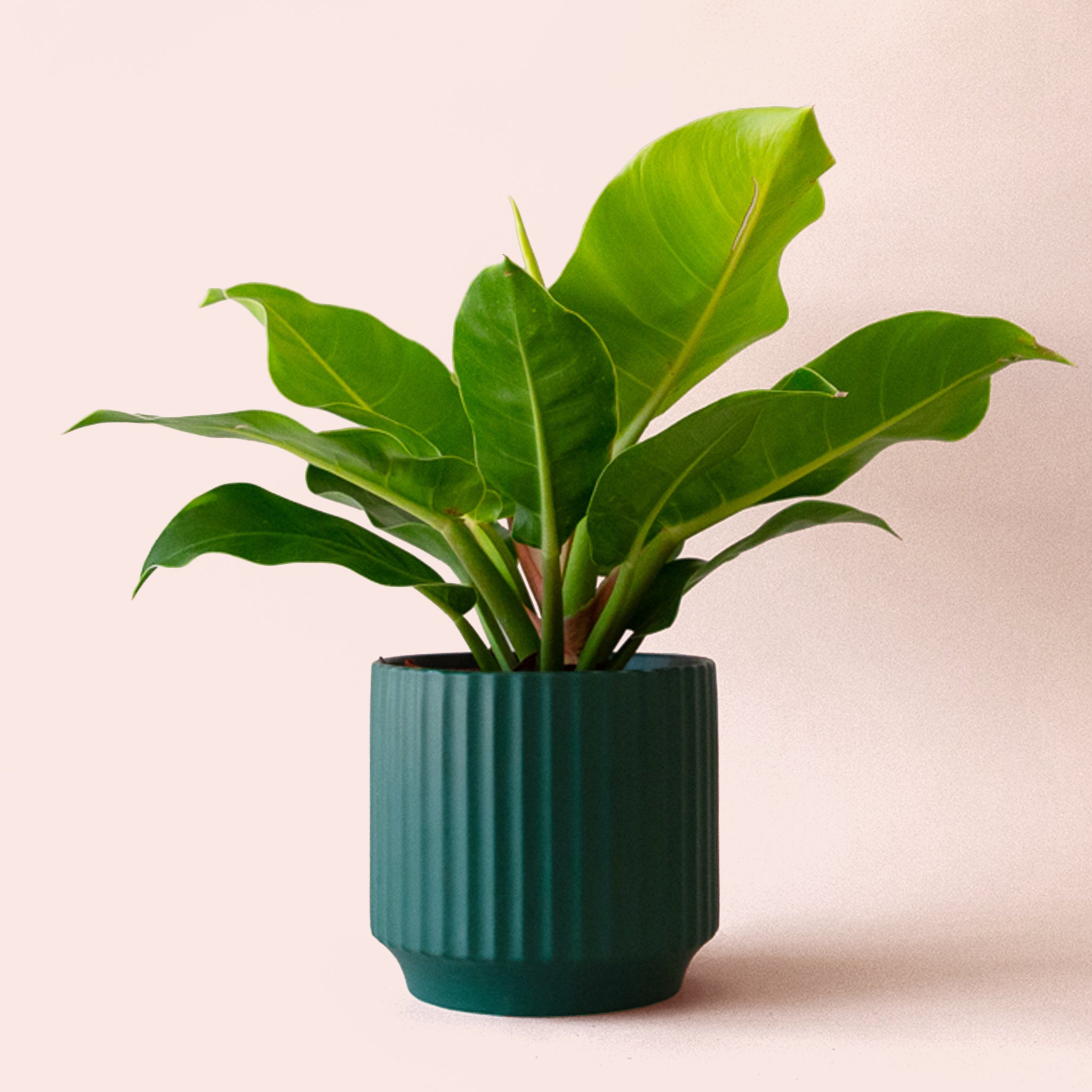 Philodendron | Moonlight