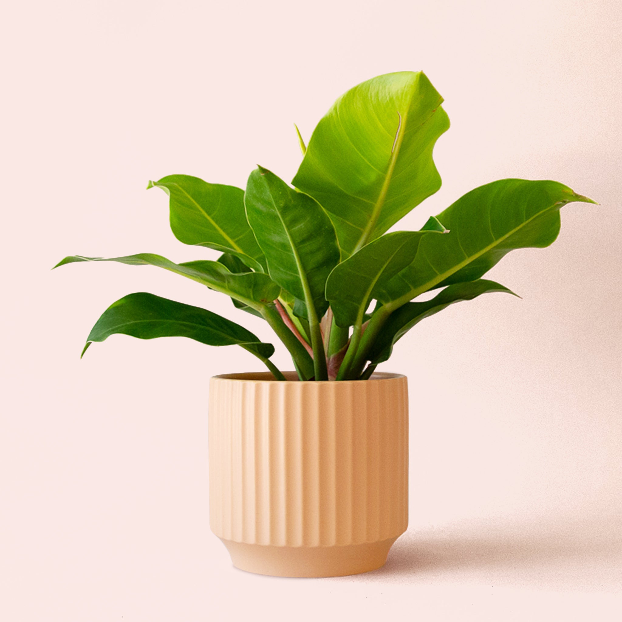 Philodendron | Moonlight