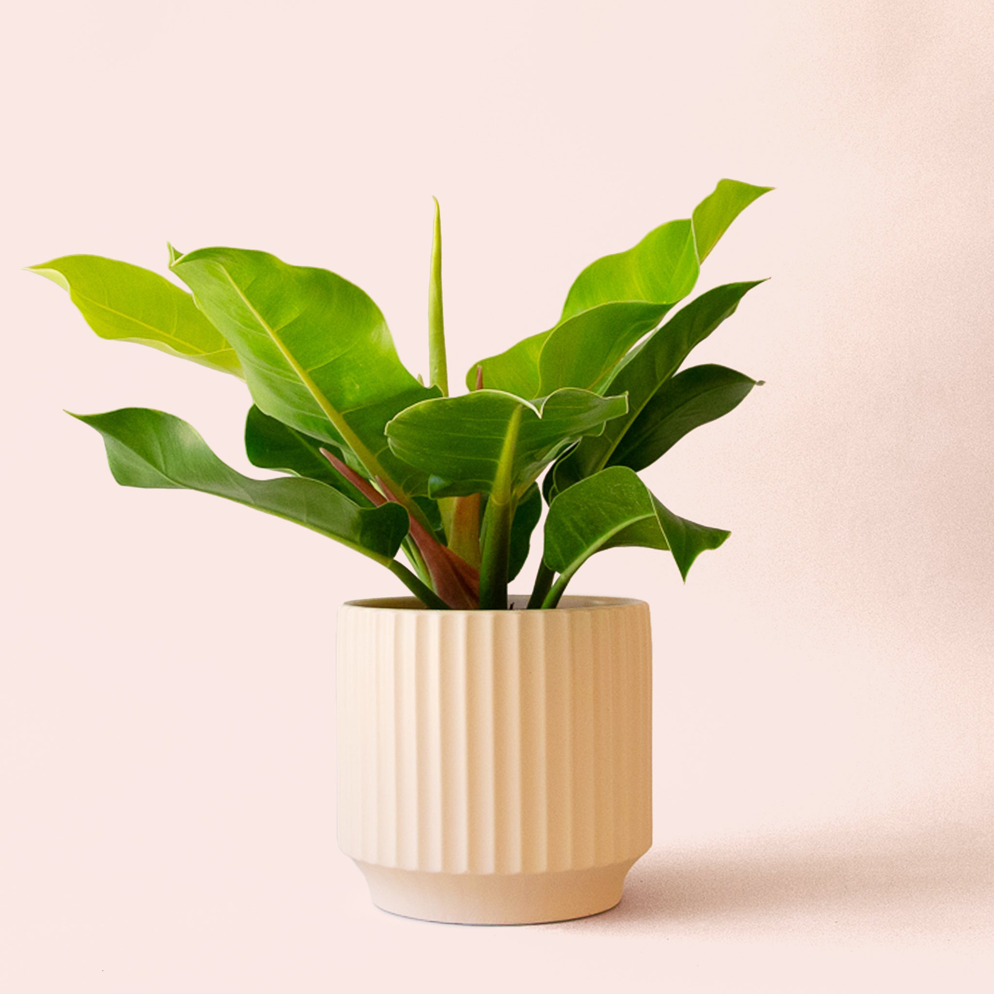 Philodendron | Moonlight