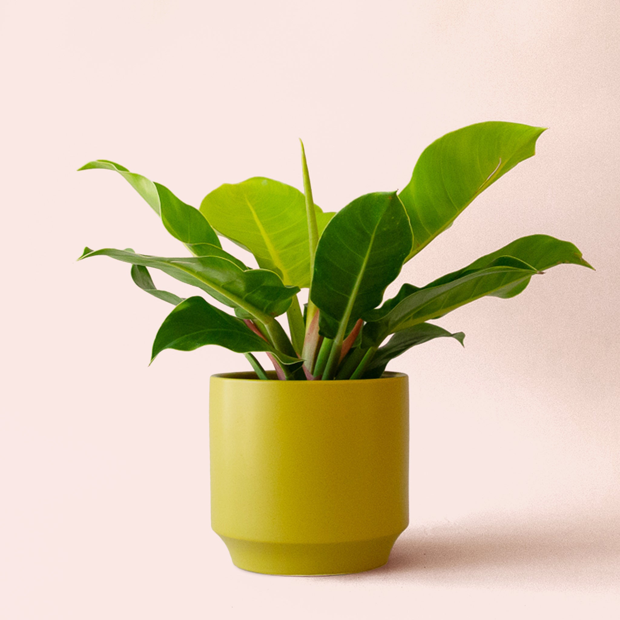 Philodendron | Moonlight