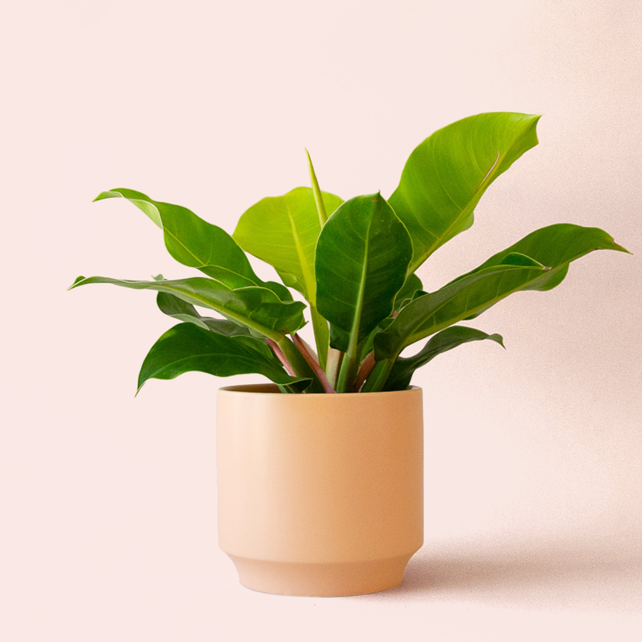 Philodendron | Moonlight