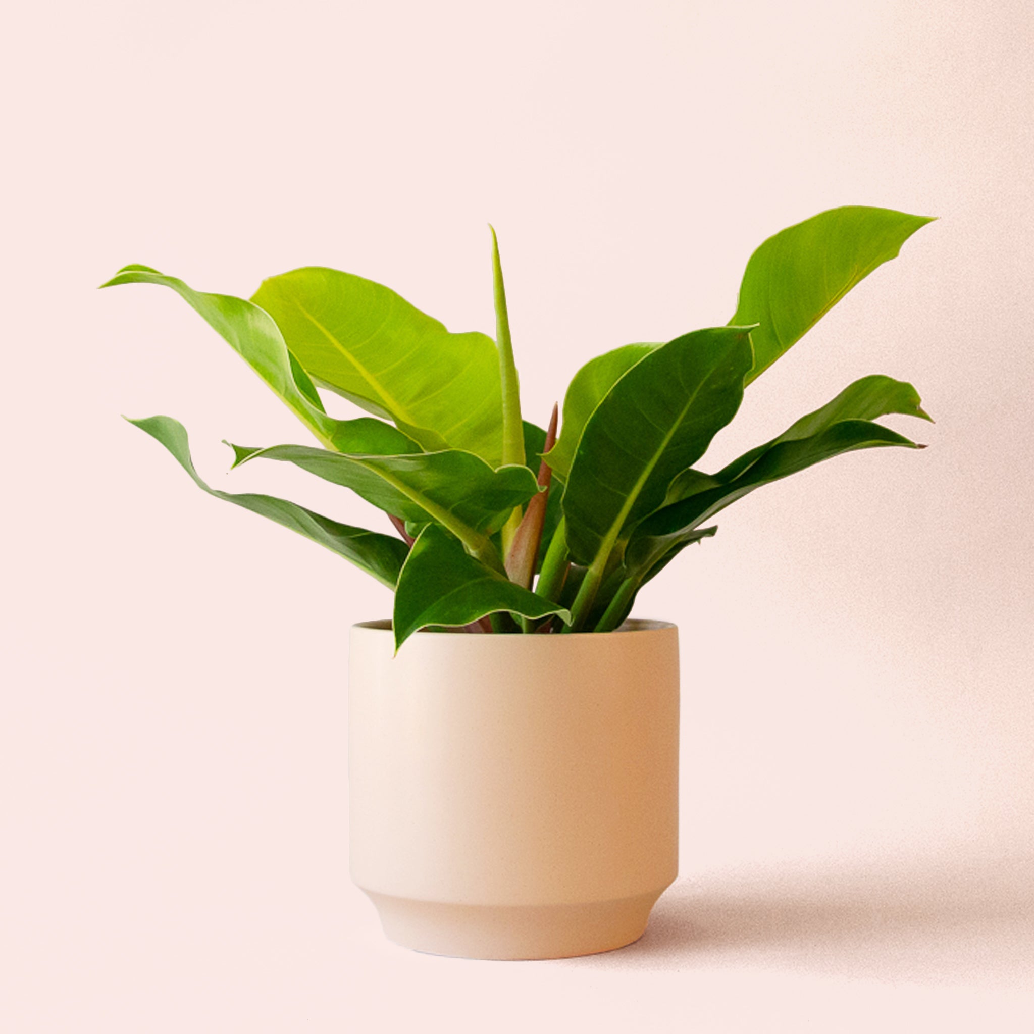 Philodendron | Moonlight