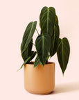 Philodendron | Melanochrysum