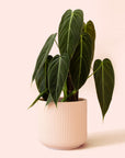 Philodendron | Melanochrysum