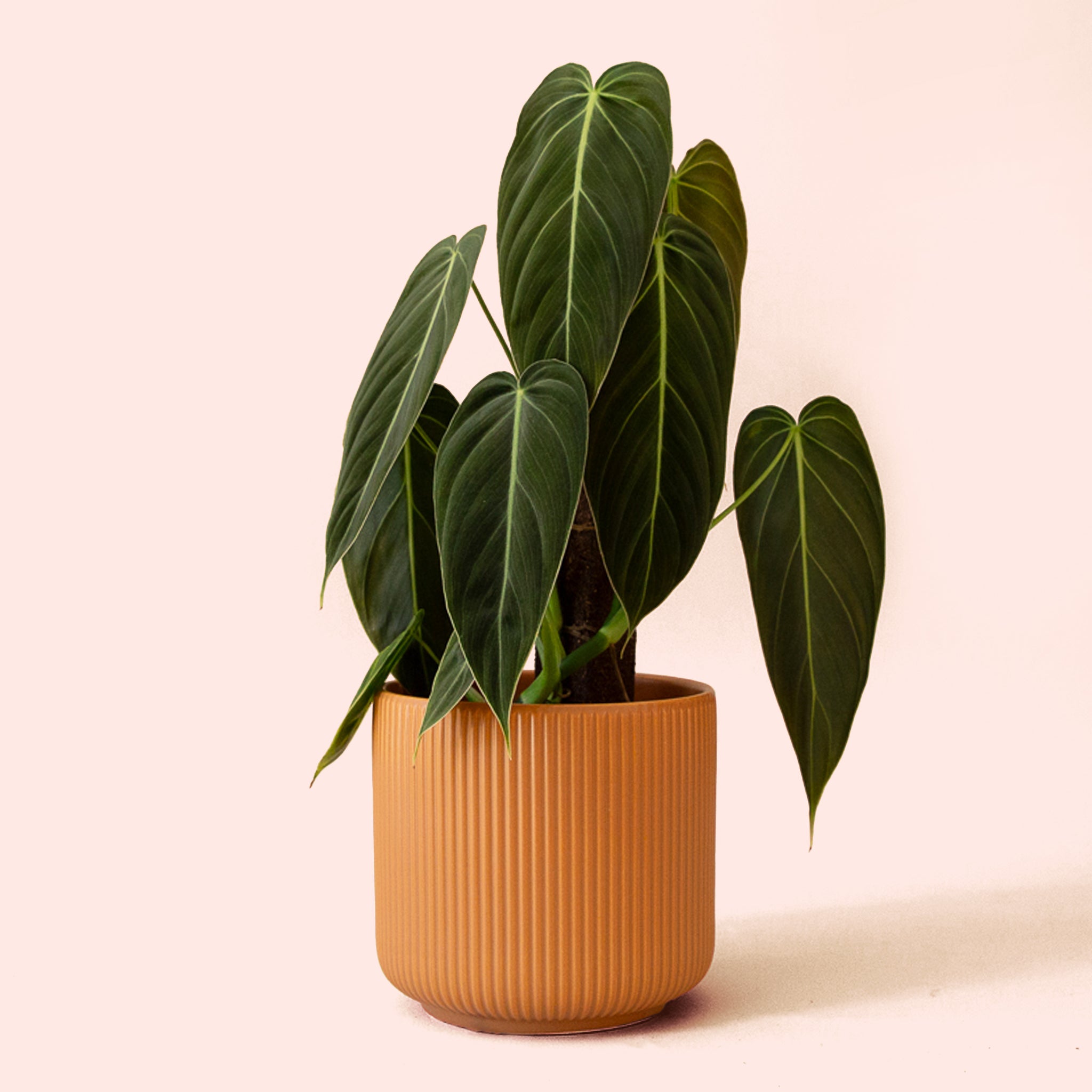 Philodendron | Melanochrysum