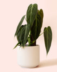 Philodendron | Melanochrysum