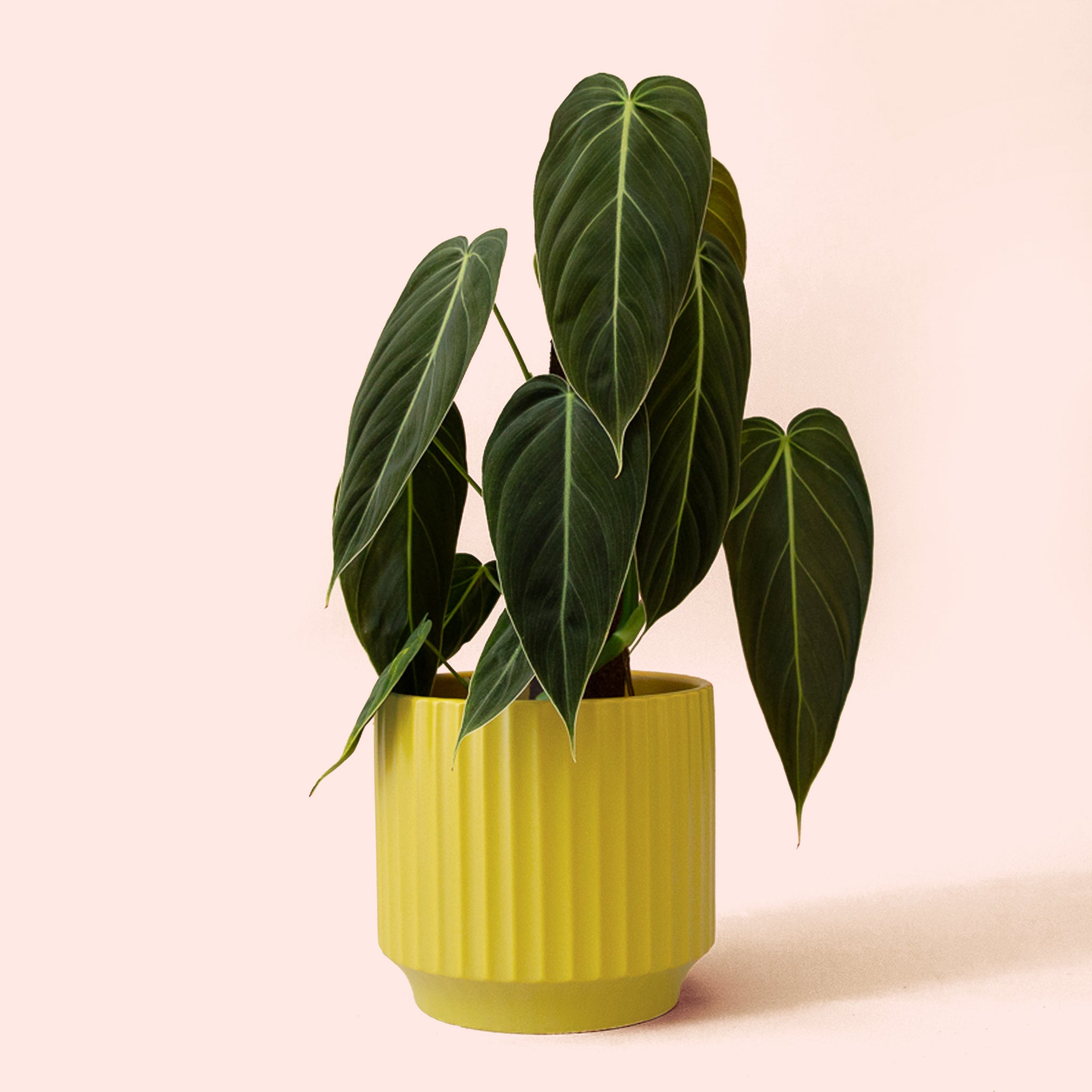 Philodendron | Melanochrysum