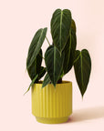 Philodendron | Melanochrysum