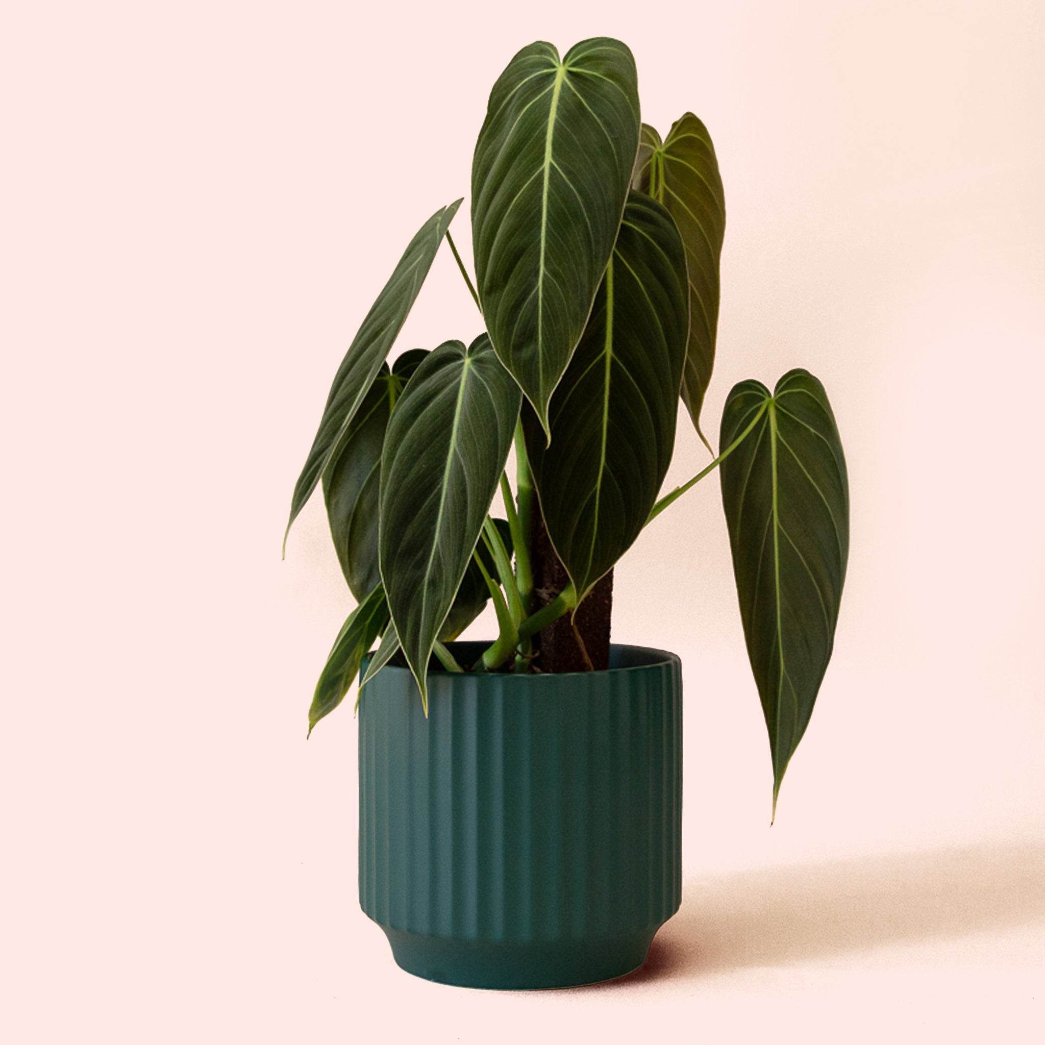 Philodendron | Melanochrysum