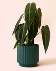 Philodendron | Melanochrysum