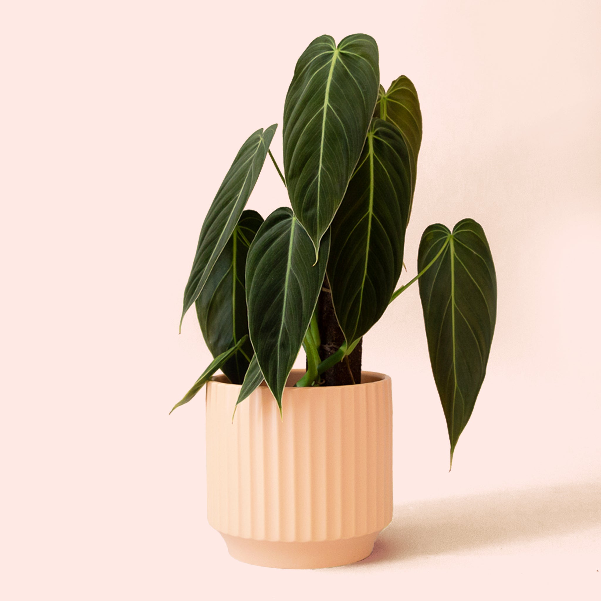 Philodendron | Melanochrysum