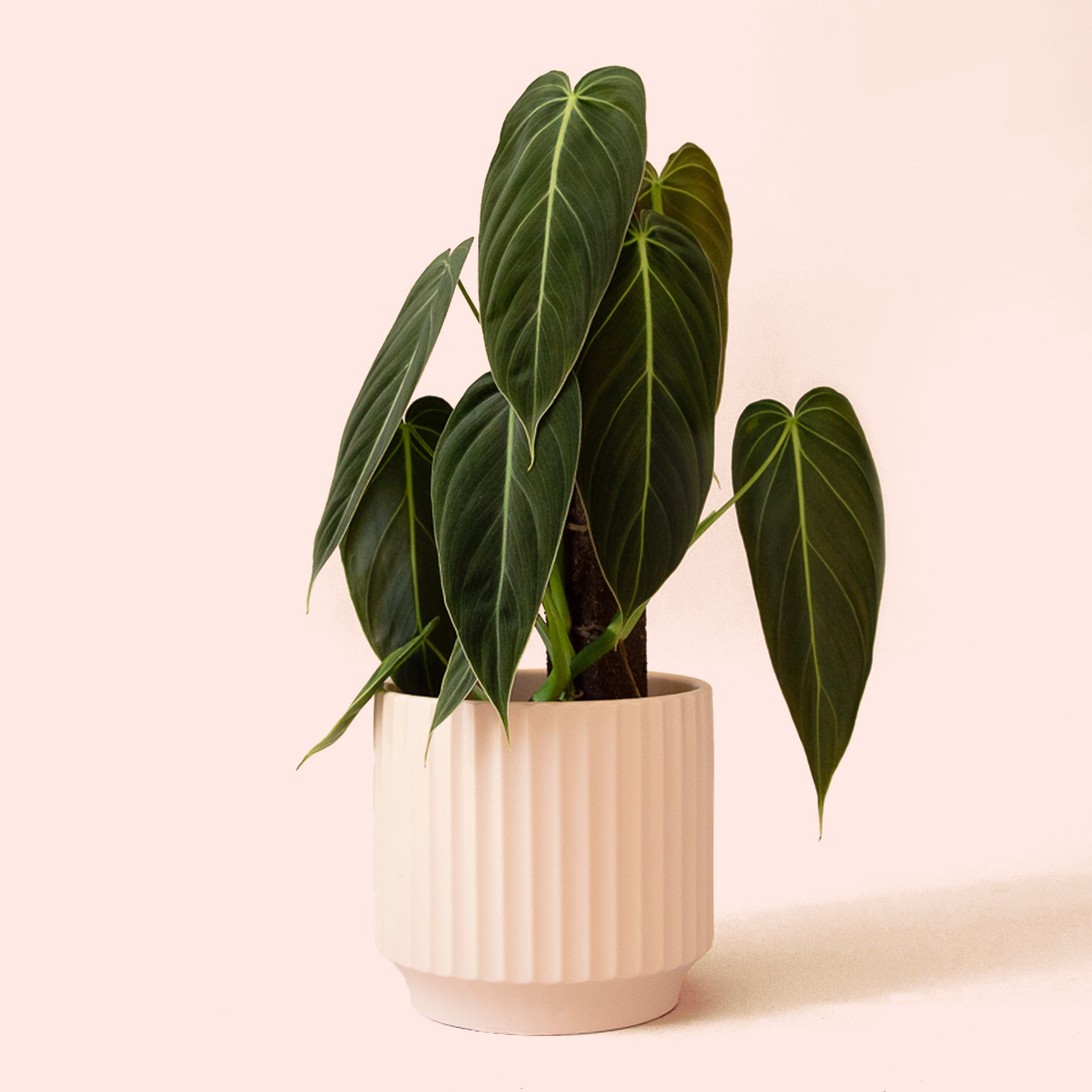 Philodendron | Melanochrysum