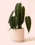 Philodendron | Melanochrysum