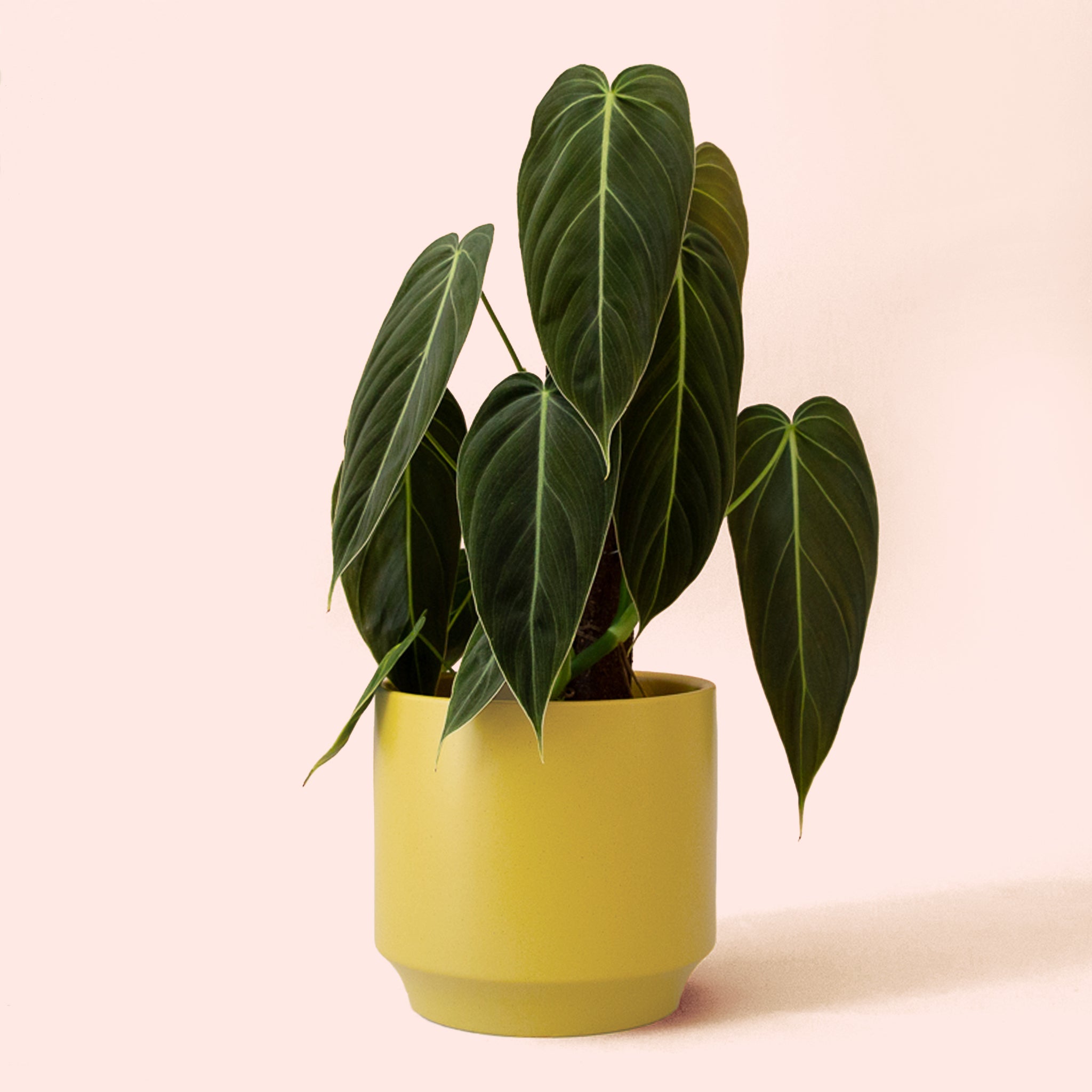 Philodendron | Melanochrysum