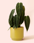 Philodendron | Melanochrysum