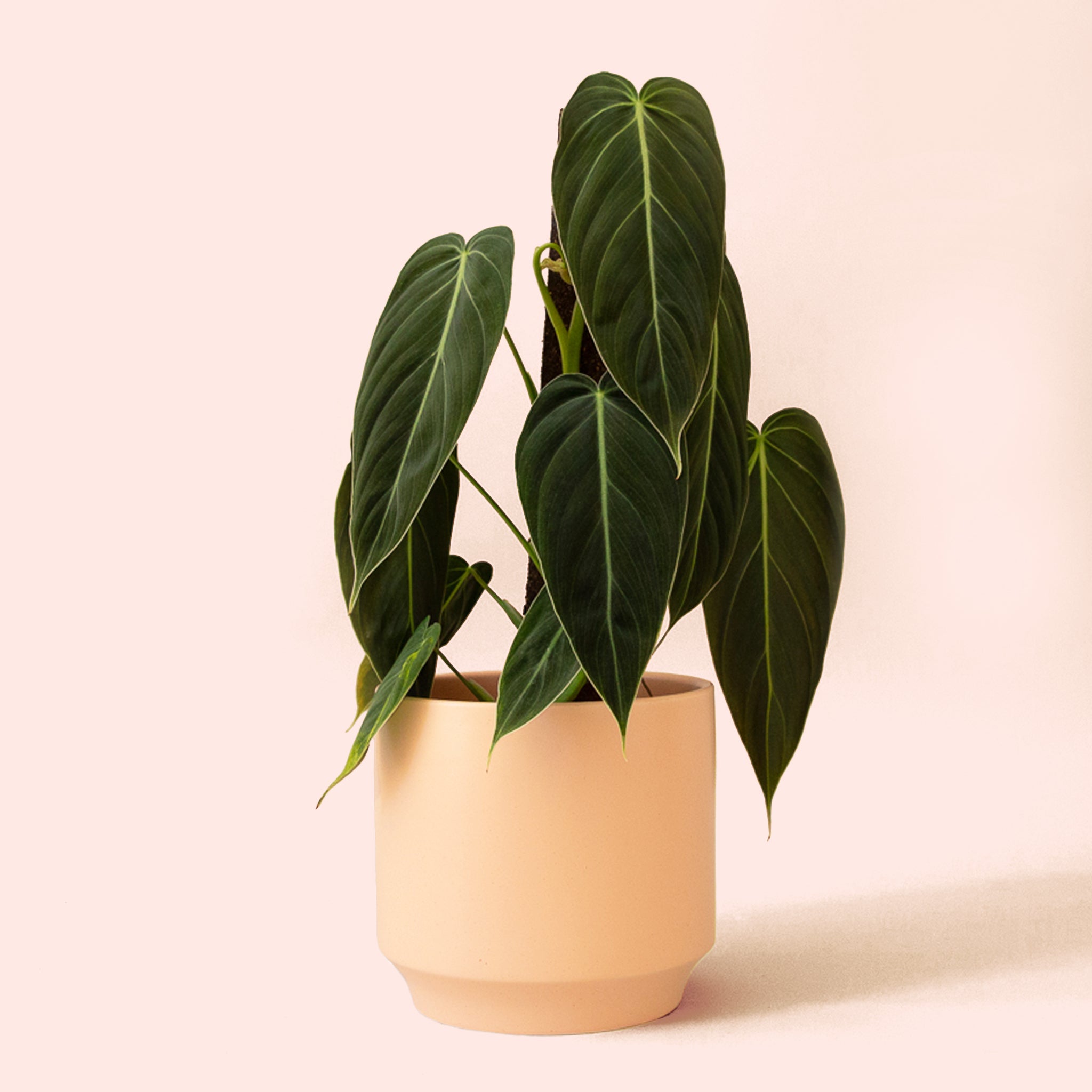 Philodendron | Melanochrysum