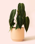 Philodendron | Melanochrysum