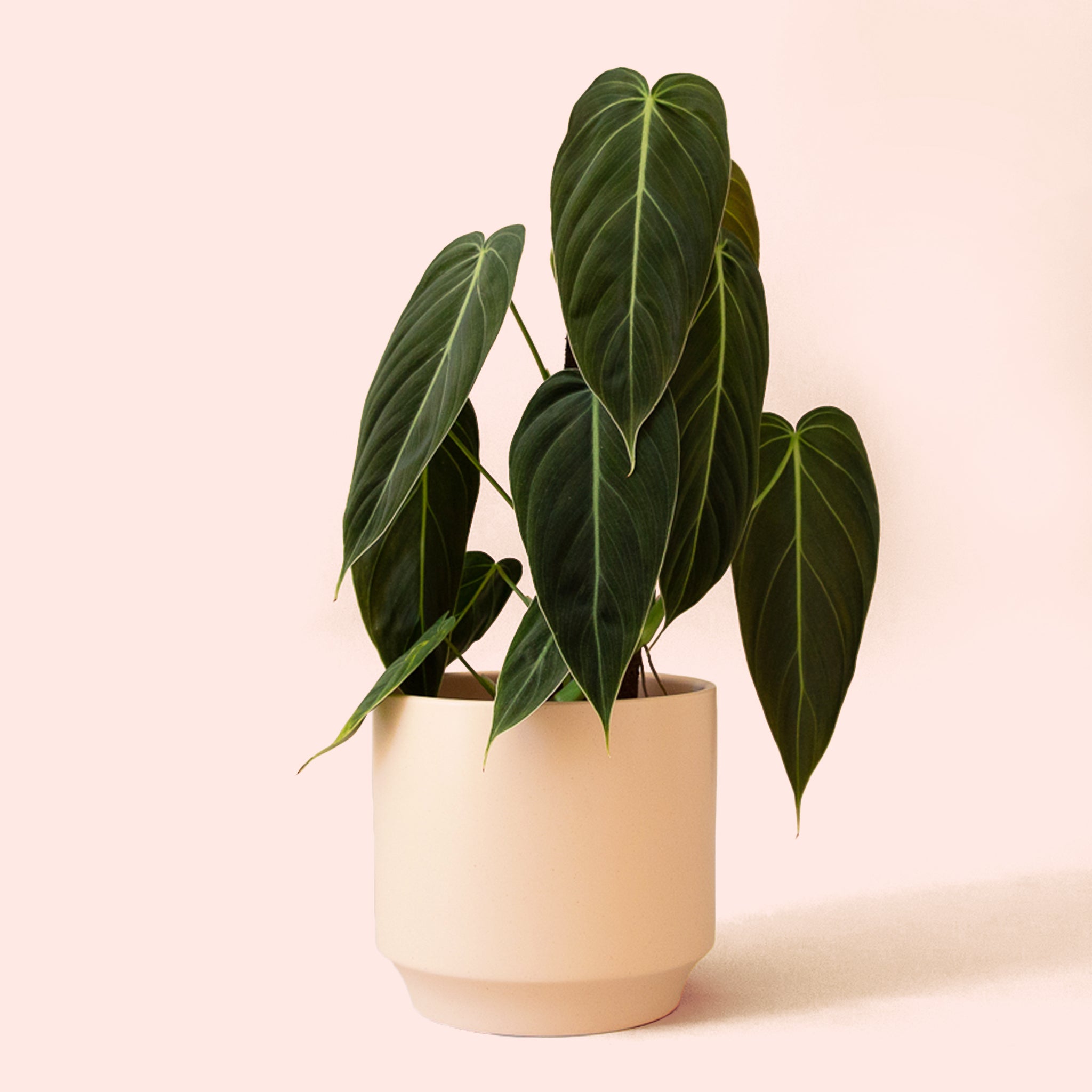 Philodendron | Melanochrysum