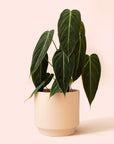 Philodendron | Melanochrysum