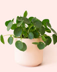 Pilea | Peperomioide