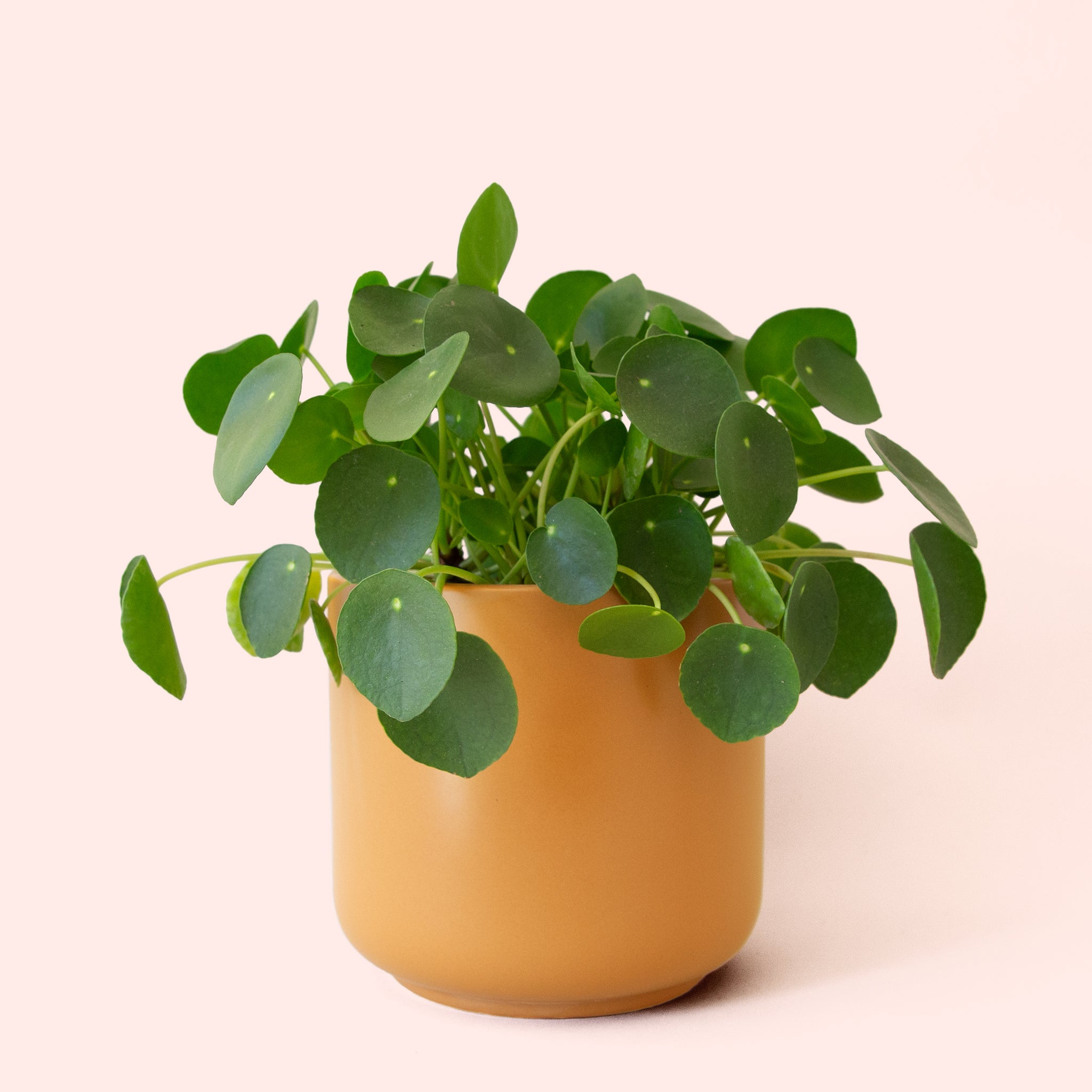 Pilea | Peperomioide