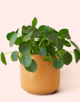 Pilea | Peperomioide