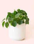 Pilea | Peperomioide