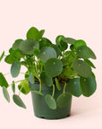 Pilea | Peperomioide