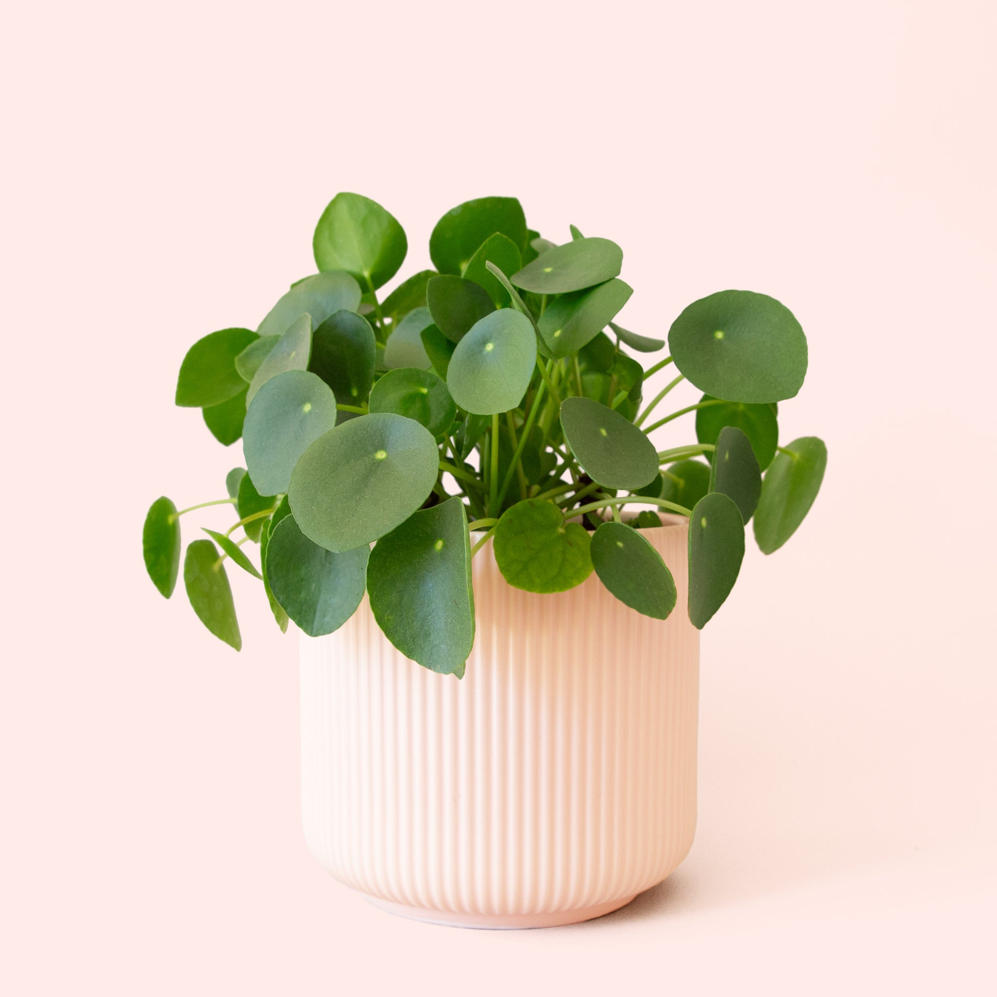 Pilea | Peperomioide