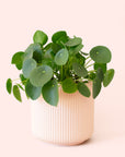 Pilea | Peperomioide