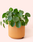 Pilea | Peperomioide