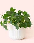 Pilea | Peperomioide