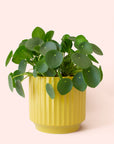 Pilea | Peperomioide