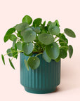 Pilea | Peperomioide