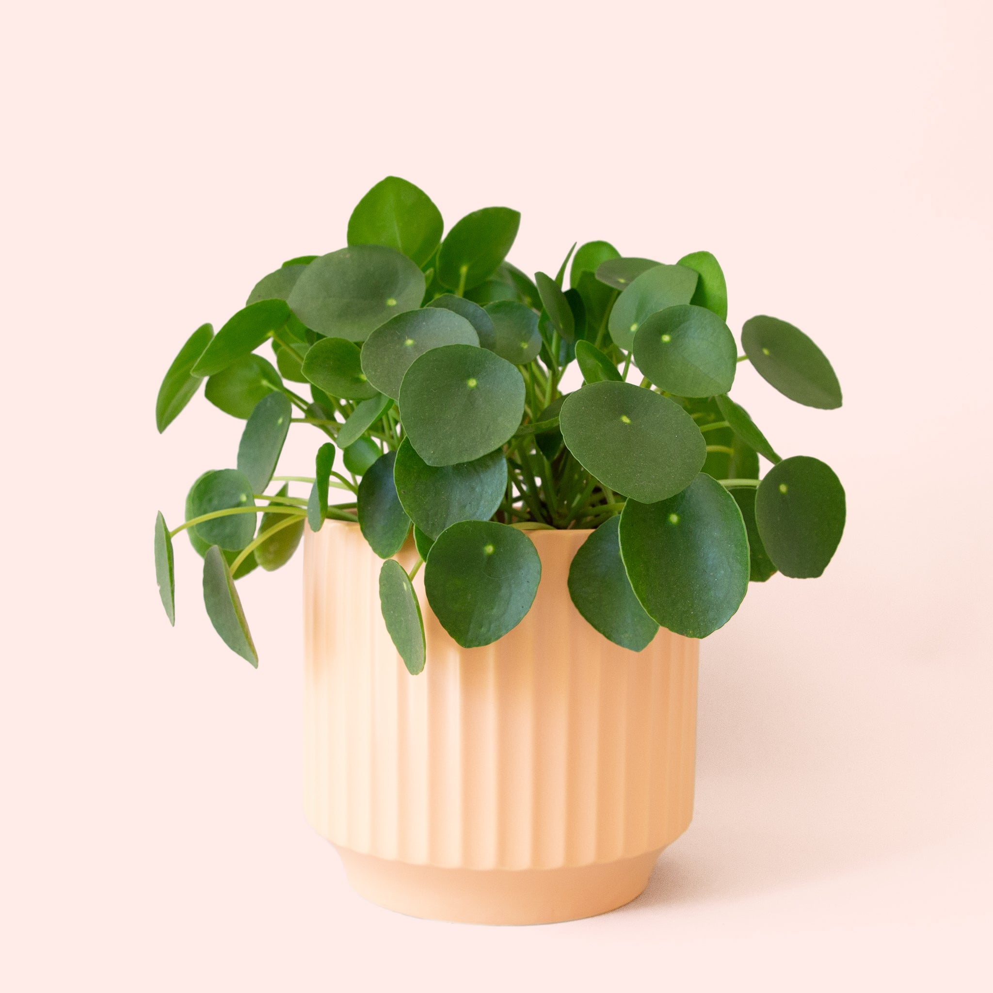 Pilea | Peperomioide