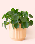 Pilea | Peperomioide